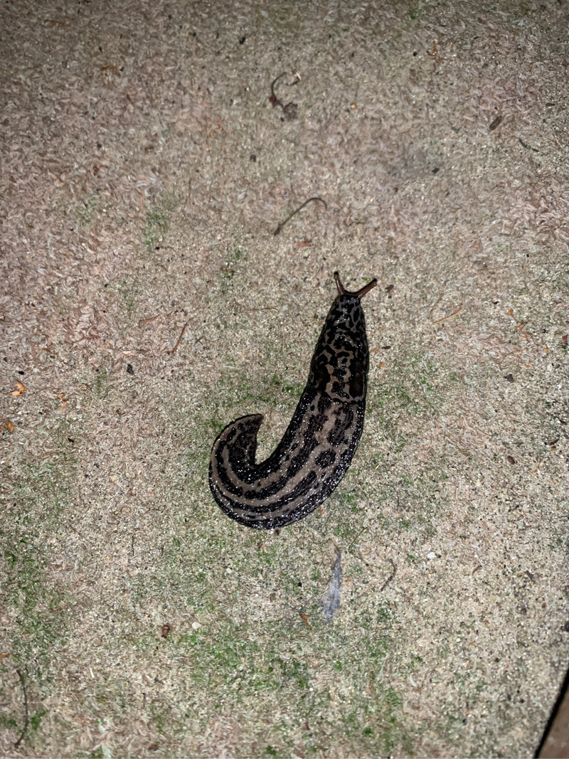 Tijgerslak Limax Maximus — Bild 1