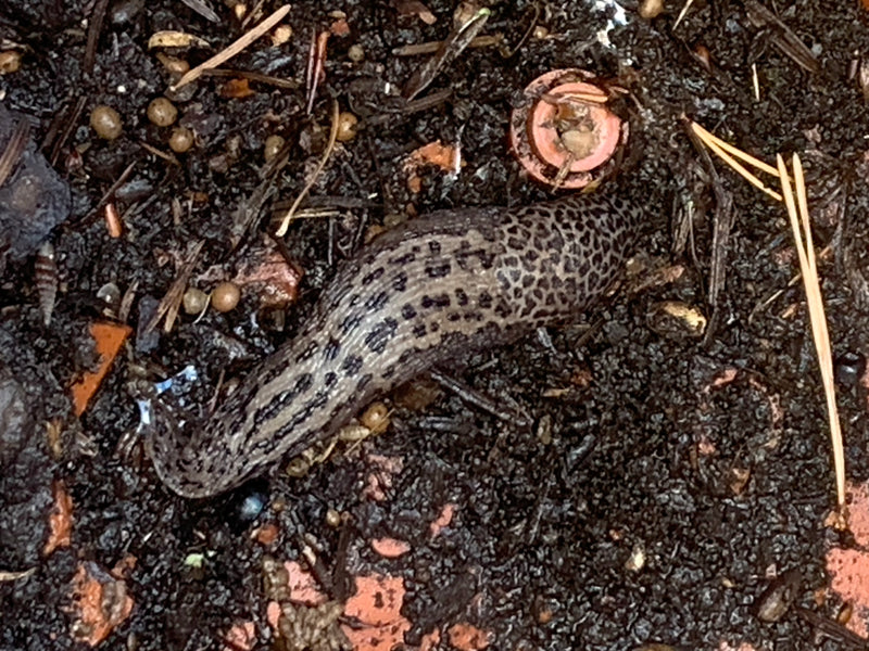 Een grote aardslak met een kenmerkend gevlekt patroon kruipt over donkere, vochtige aarde. De opname toont het dier van boven in zijn natuurlijke omgeving.