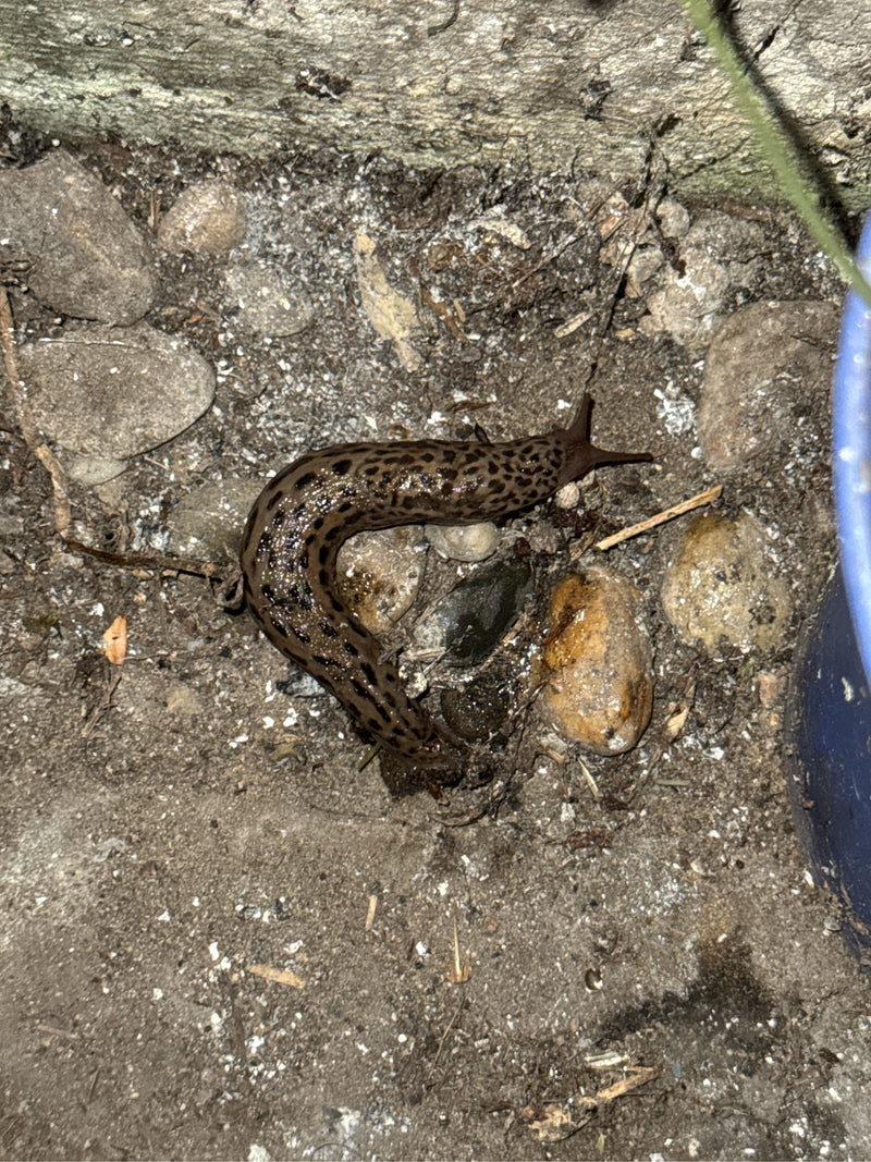 Tijgerslak Limax Maximus — foto 3 van 21