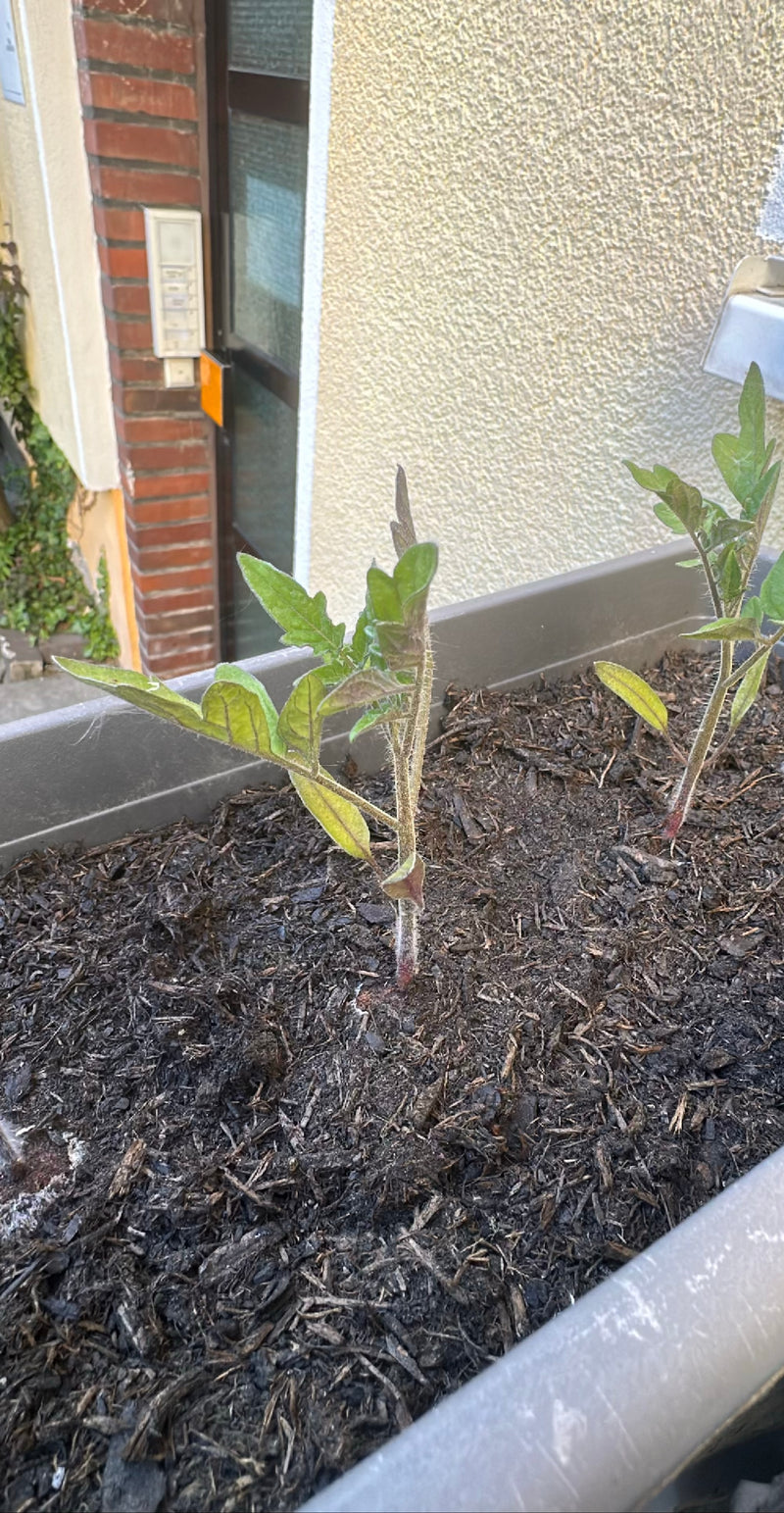 Twee jonge tomatenplanten groeien in een langwerpig plantenbak gevuld met donkere aarde. De stengels en geveerde bladeren zijn duidelijk zichtbaar.
