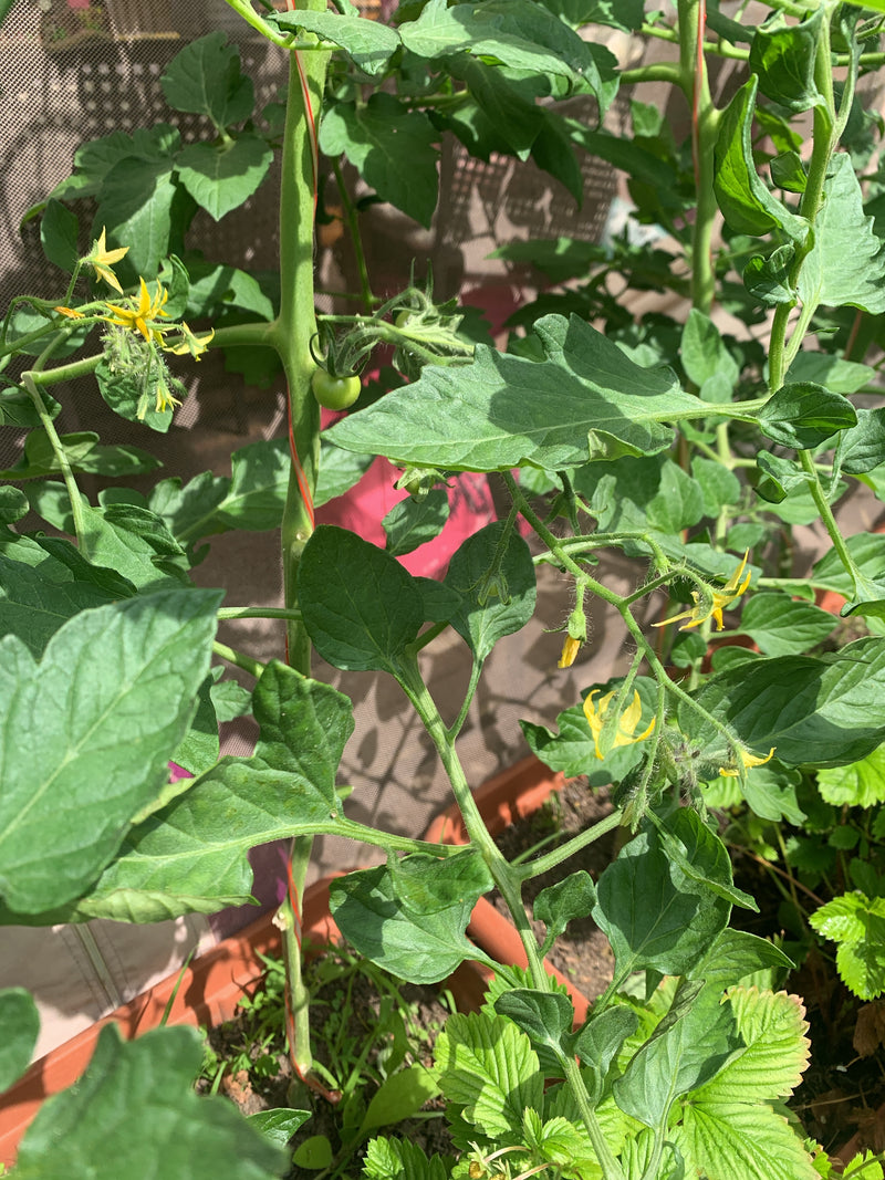 De afbeelding toont een gezonde tomatenplant met groene bladeren, gele bloemen en een jonge groene vrucht in een bak.