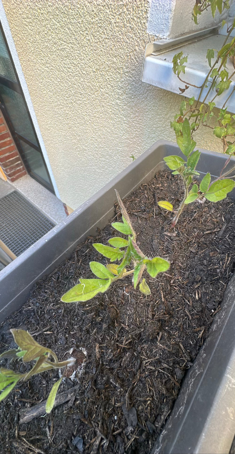 De afbeelding toont jonge tomatenplanten die groeien in een langwerpige bloembak gevuld met donkere grond. Het perspectief is van bovenaf op de zaailingen.