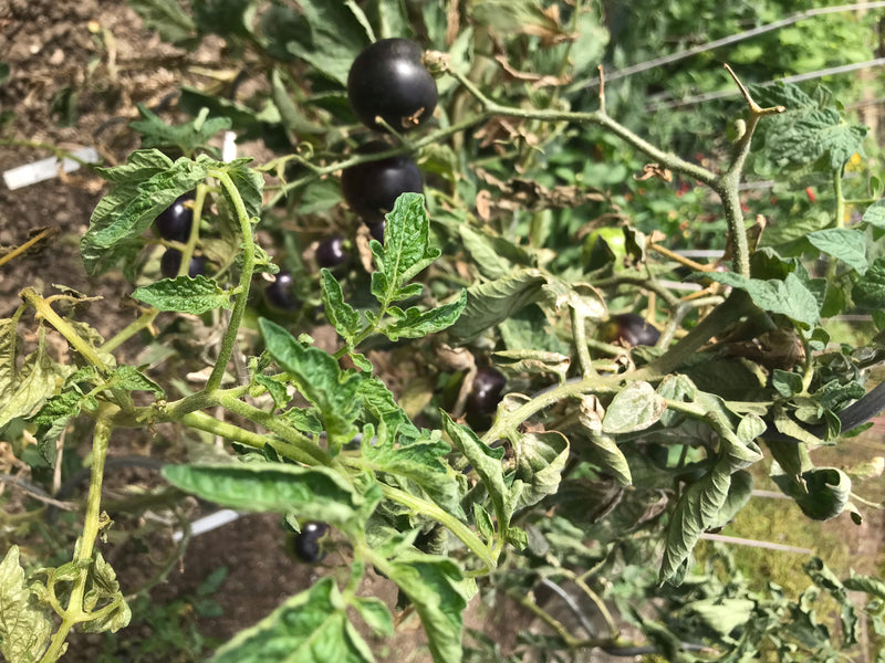 Tomaten — foto 1 van 29