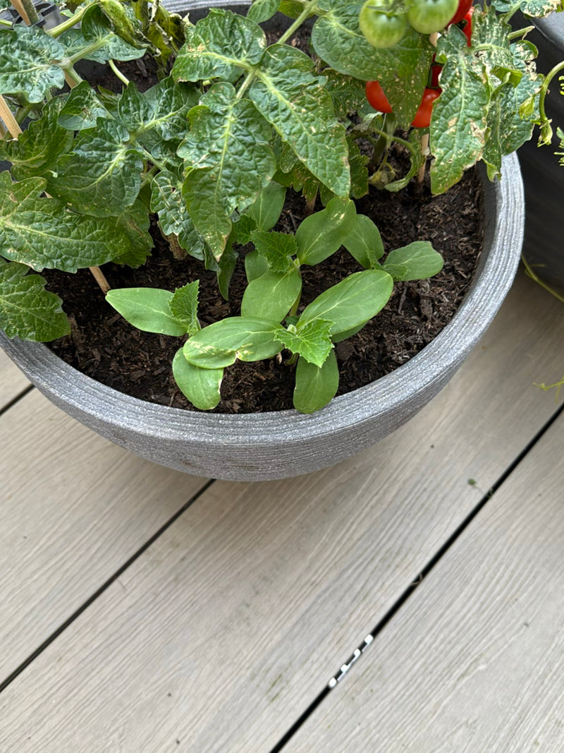 De afbeelding toont een tomatenplant met groene en rode vruchten in een bloempot. De opname toont de plant van bovenaf.