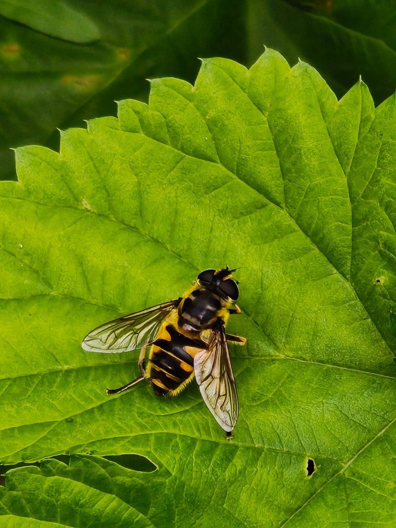 Totenkopfschwebfliege — Bild 1