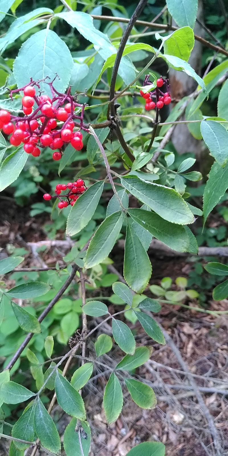 Druivenvlierbes — Bild 1