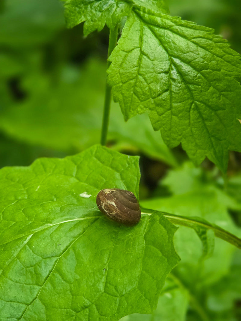Een klein bruin slakkenhuisje rust op een weelderig groen blad.