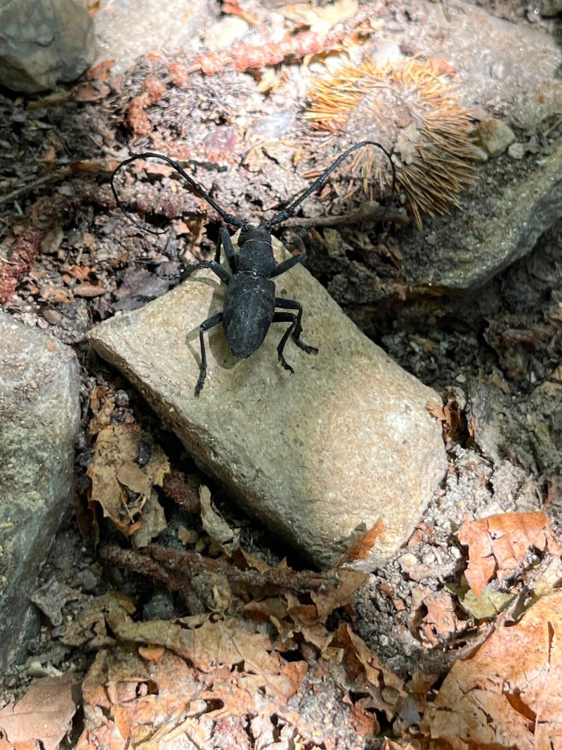 De afbeelding toont een boktor Aegomorphus clavipes met zijn karakteristieke lange sprieten, rustend op een kleine steen op de bosbodem.