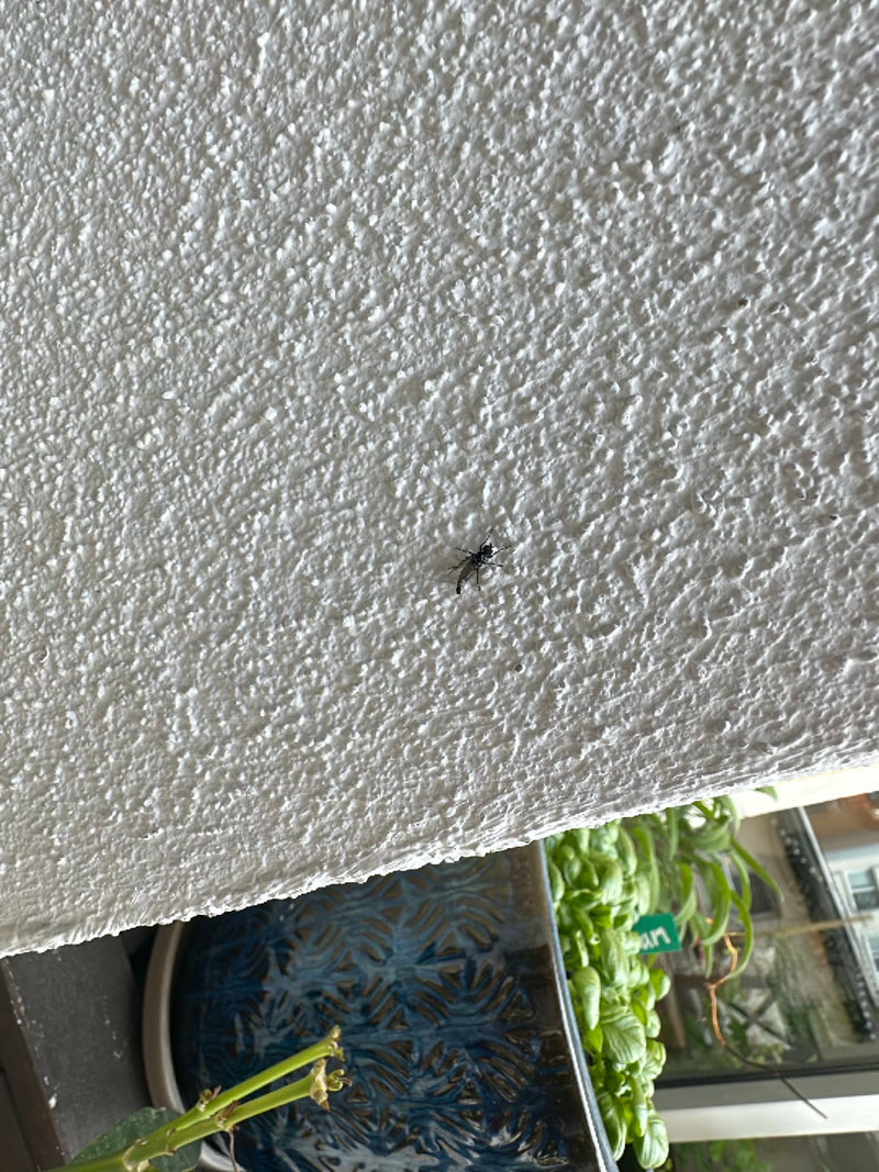 Een kleine rouwmug zit op een lichte, gestructureerde muur.