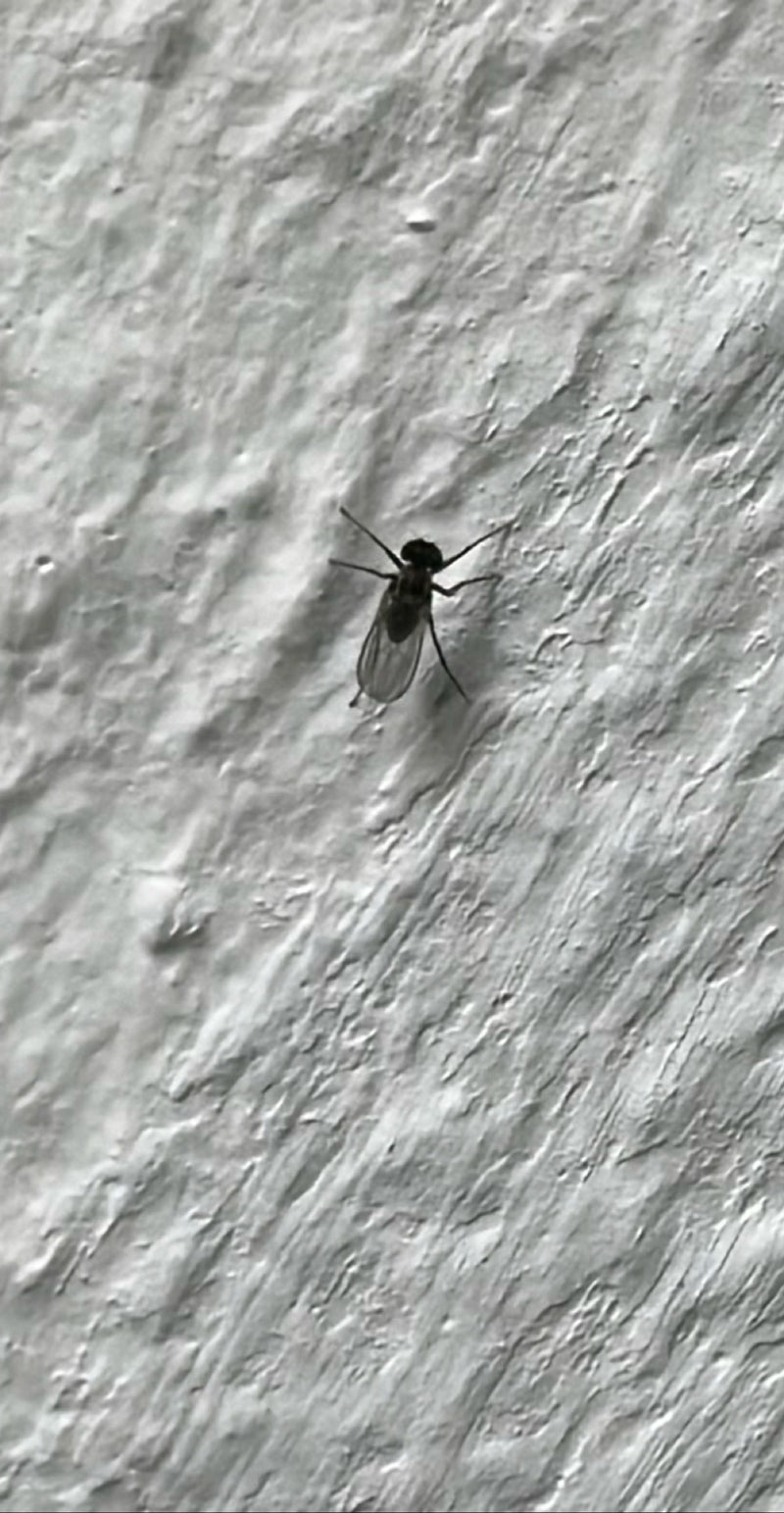 De afbeelding toont een kleine rouwvlieg rustend op een gestructureerde, lichte muur. Het insect toont zijn donkere vleugels en poten.