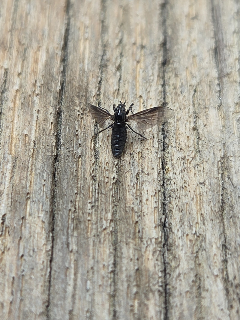 Op een gestructureerd houten oppervlak zit een kleine rouwmug van bovenaf gezien. Het insect toont duidelijk zijn vleugels.
