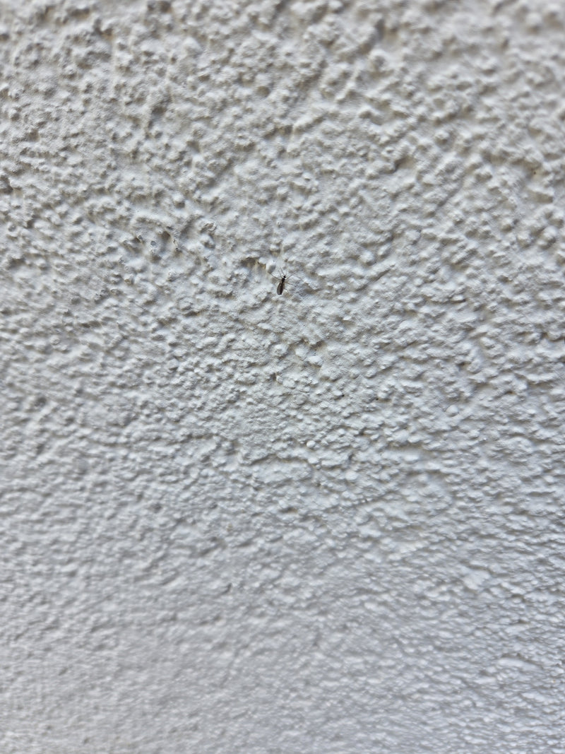 Een kleine rouwmug zit op een lichte, gestructureerde muur. Het insect is in zijn geheel goed te zien.