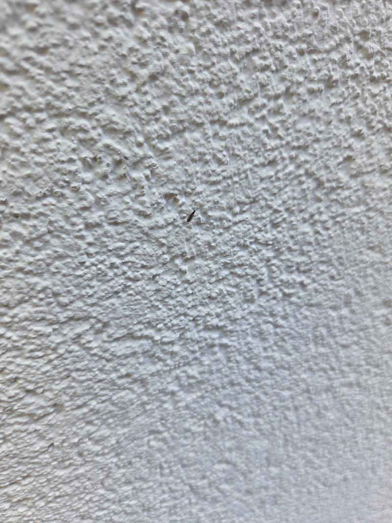 Een kleine rouwvlieg zit op een lichte, gestructureerde gepleISTERde muur. Het insect is slechts herkenbaar als een kleine stip in het totaalbeeld.