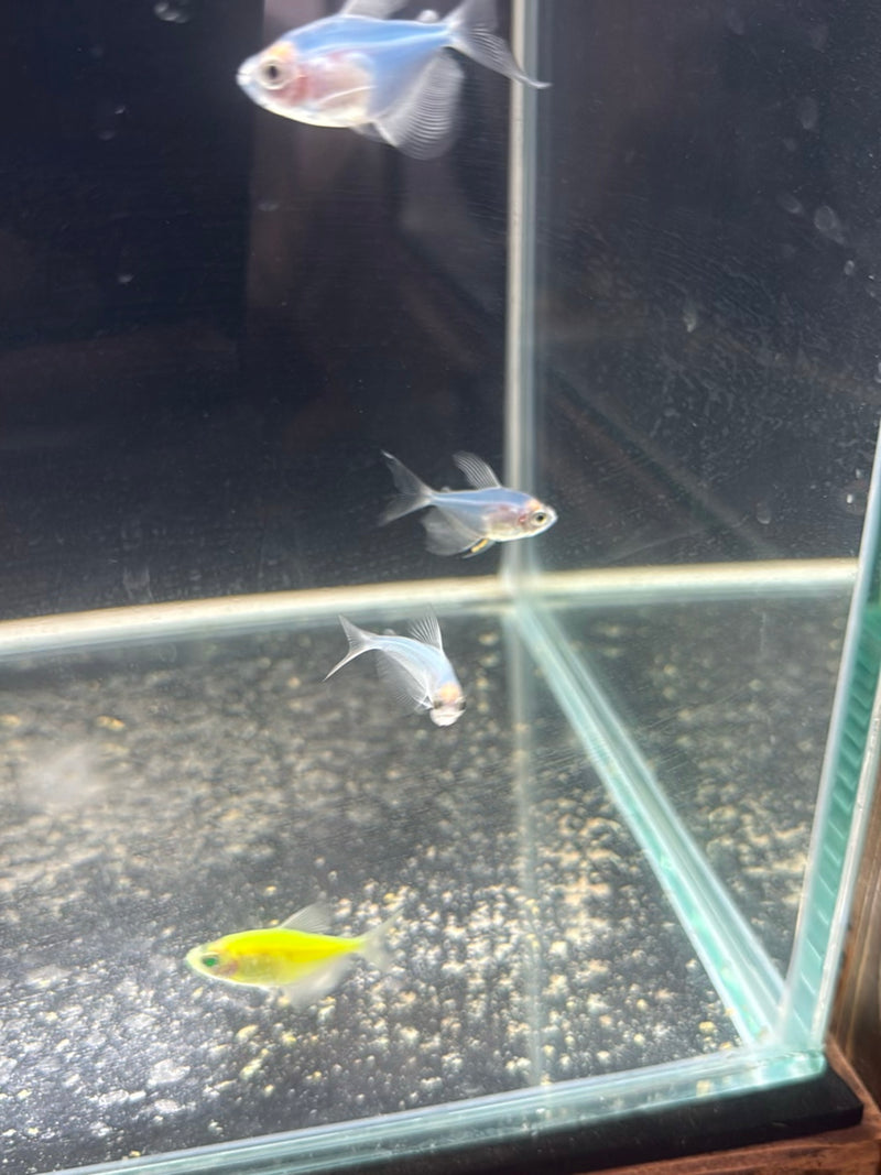Rouwmantel tetra — Bild 2