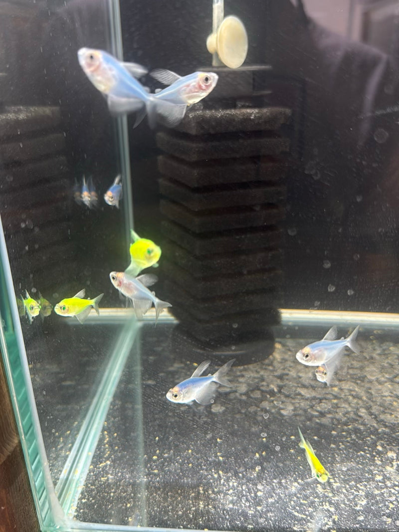 Rouwmantel tetra — Bild 1