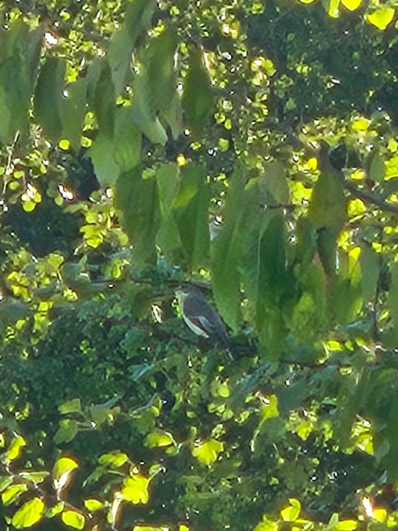 Een withalsvliegenvanger zit goed gecamoufleerd tussen de groene bladeren van een boom. De vogel is slechts vaag te zien door het dichte bladerdak.