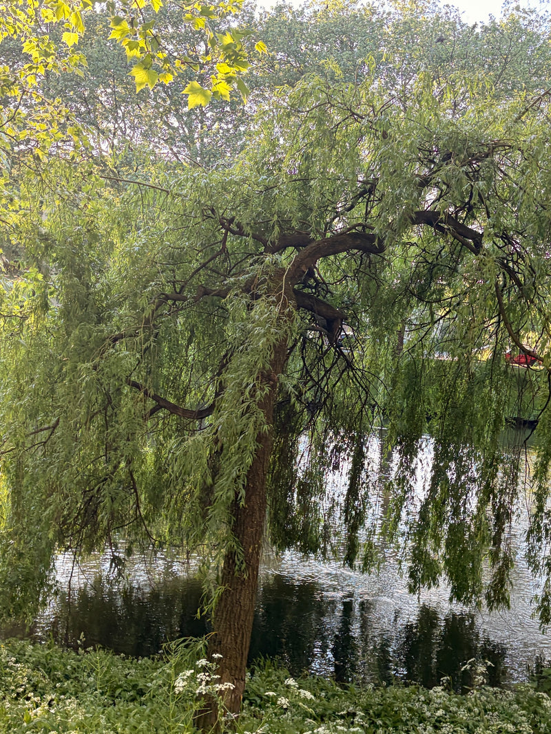 De afbeelding toont een grote treurwilg met zijn kenmerkende hangende takken. De boom staat aan de oever van een water.
