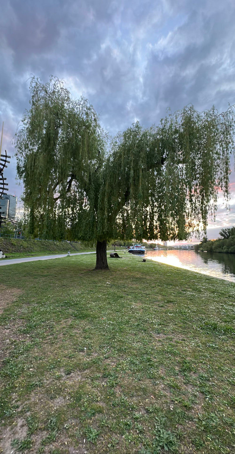 Treurwilg — Bild 1