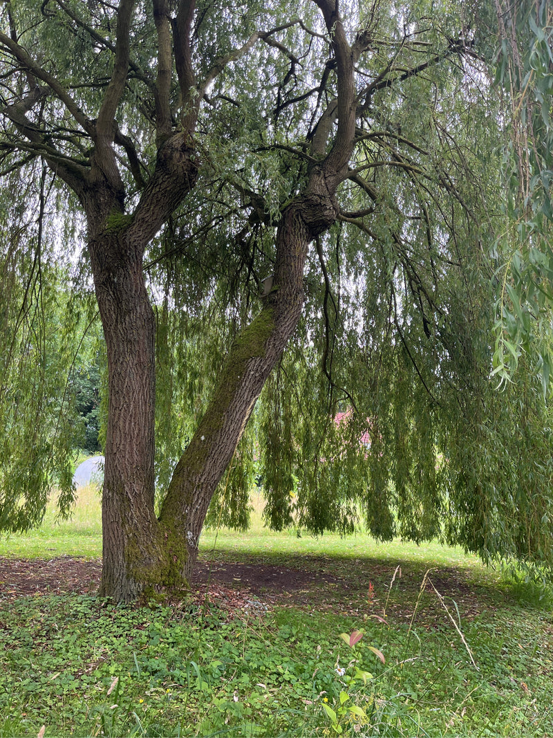 Te zien is een volwassen treurwilg met een sterke stam en karakteristiek hangende takken. De boom staat op een open weide.