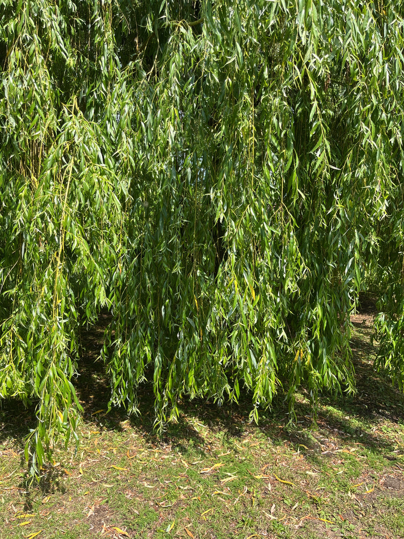 De kenmerkende afhangende groene takken en smalle bladeren van een treurwilg zijn zichtbaar. De takken hangen dicht bij de begroeide grond.