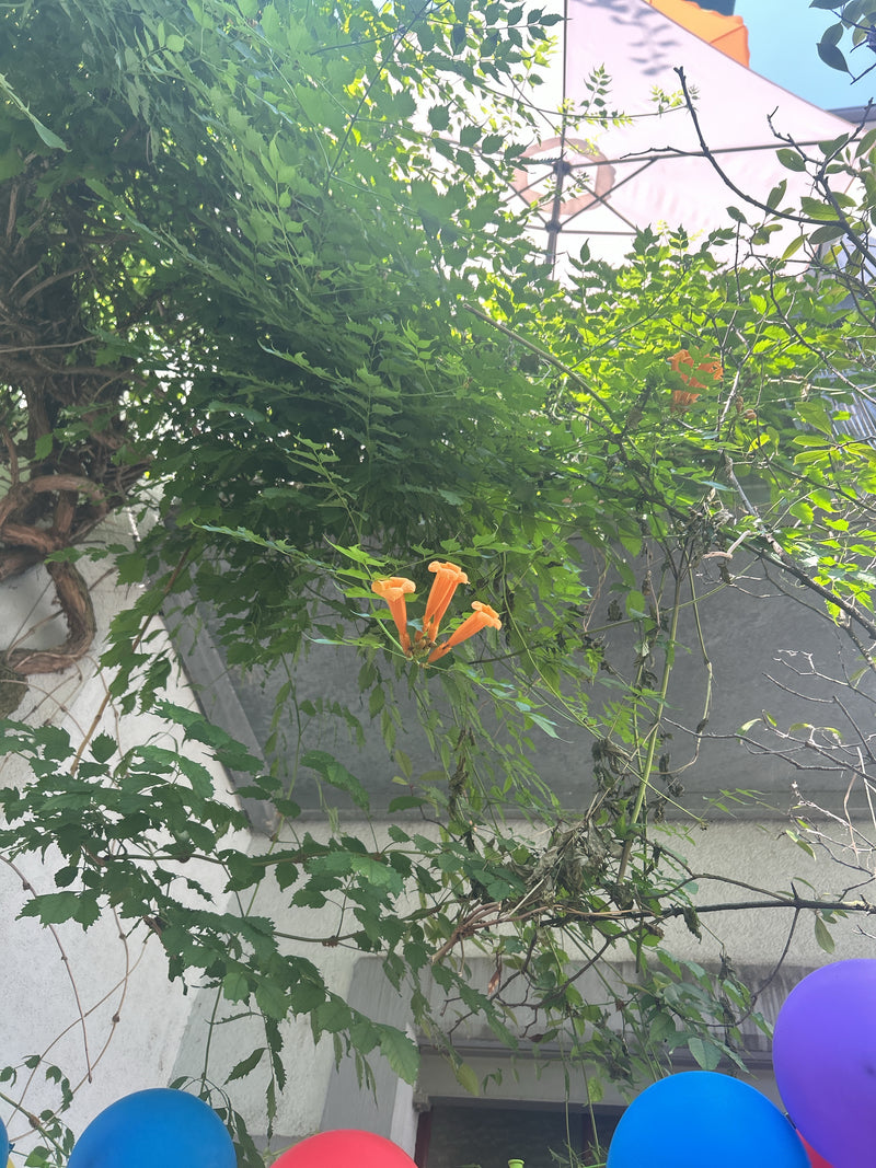Trompet bloem — Bild 1
