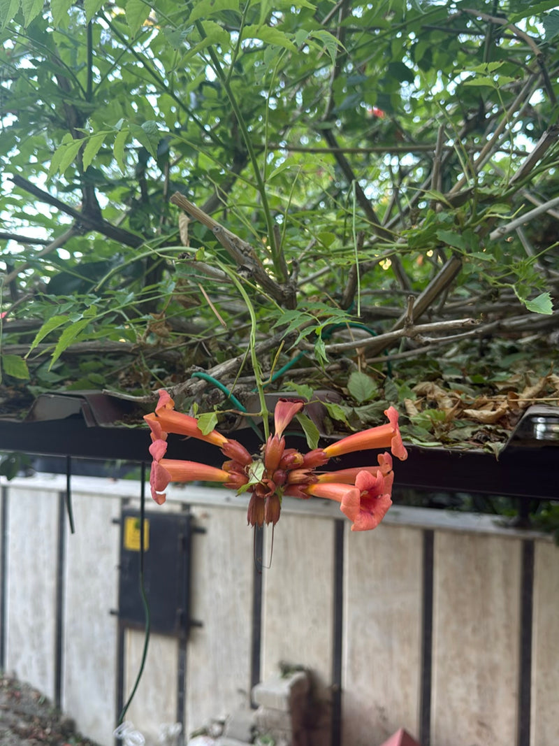 De kenmerkende oranjerode, trechtervormige bloemen en groene bladeren van een trompetbloem zijn zichtbaar. Ze hangen aan takken voor een lichte muur.