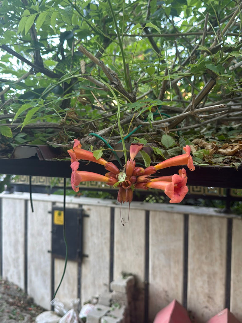 De opvallende oranjerode bloemen van de trompetbloem zijn te zien voor een lichte muur en takken. De trechtervormige bloemen hangen naar beneden.