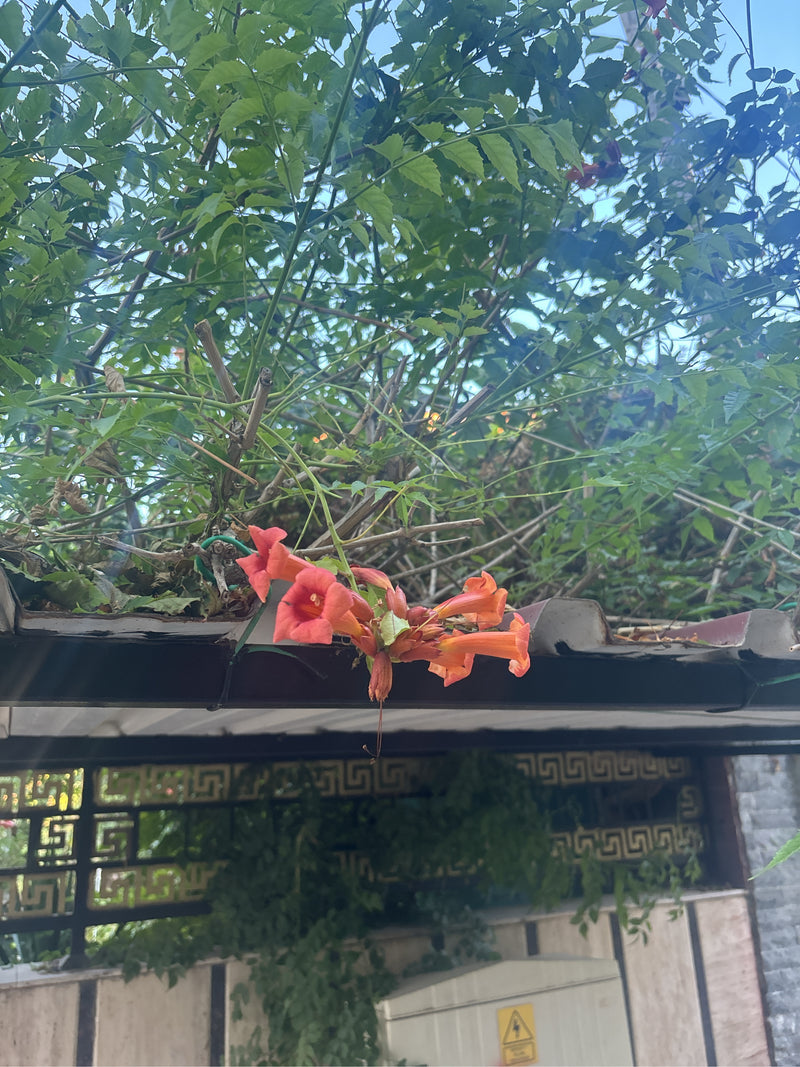 De kenmerkende oranjerode bloemen en groene bladeren van een trompetbloem zijn zichtbaar. De plant groeit omhoog langs een dakrand.