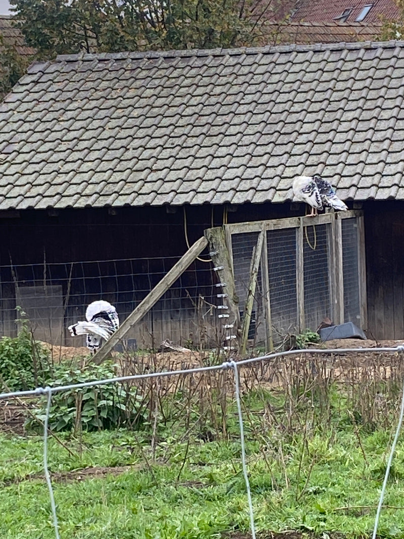 Twee zwart-witte gedomesticeerde kalkoenen bevinden zich bij een buitenverblijf voor een houten schuur.