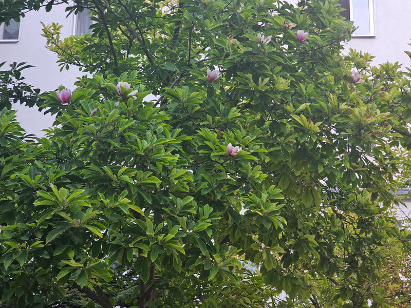 Tulp Magnolia — Bild 1