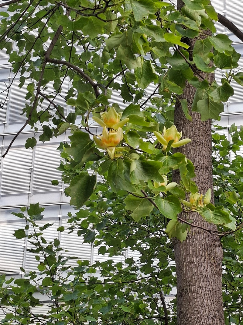 Tulpenboom — Bild 1