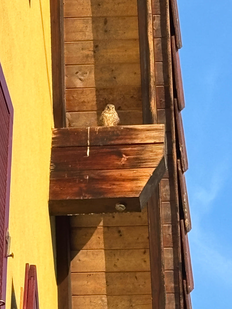 Een torenvalk zit op een houten uitstekende constructie aan een huismuur. De vogels kijkt aandachtig naar voren.