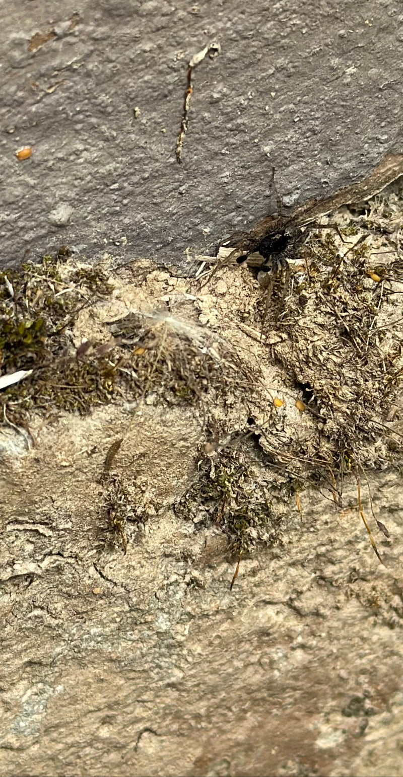 Kustwolfspin — Bild 5