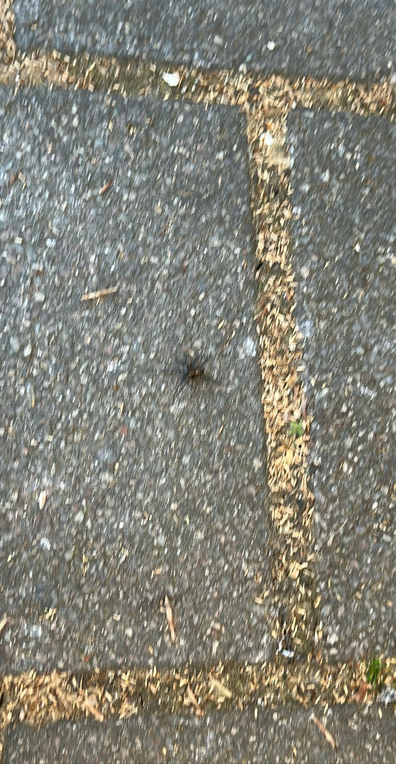 De afbeelding toont een Pardosa amentata op een verharde grond. De opname is erg wazig.
