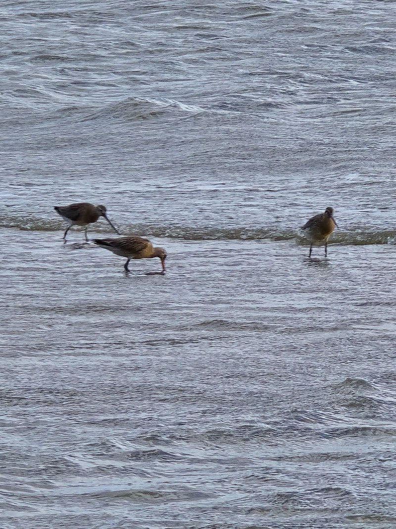 Grutto met zwarte staart — foto 1 van 1
