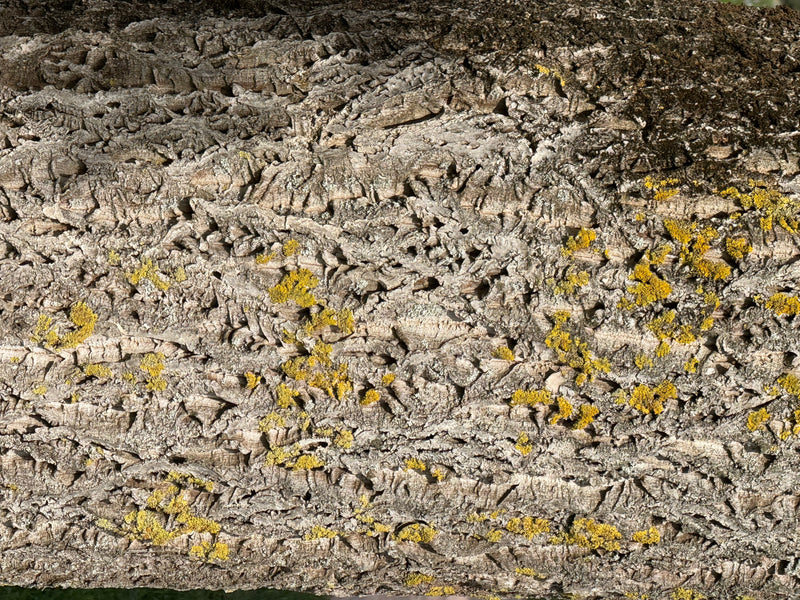 Een close-up van de gegroefde, kurkachtige schors van een iepenstam met gele korstmossen.