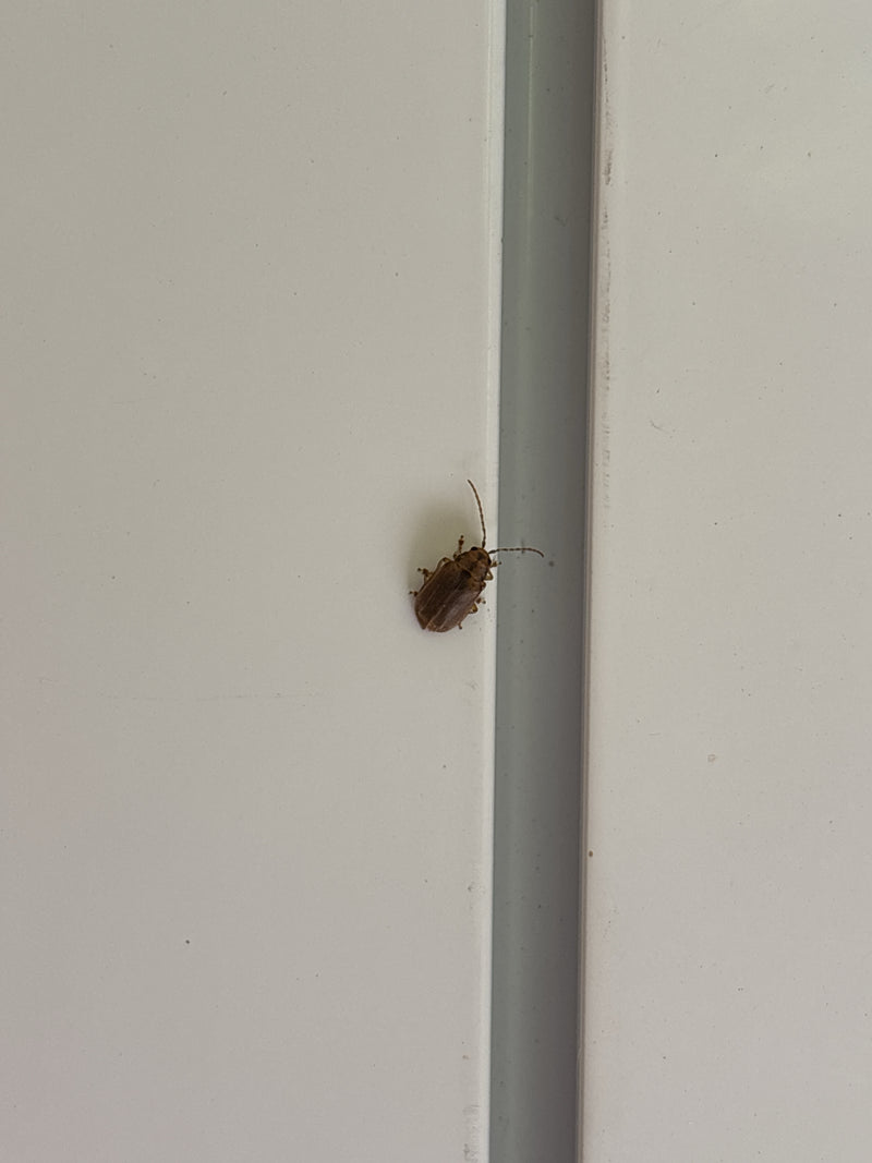 Iepenbladkever — Bild 3