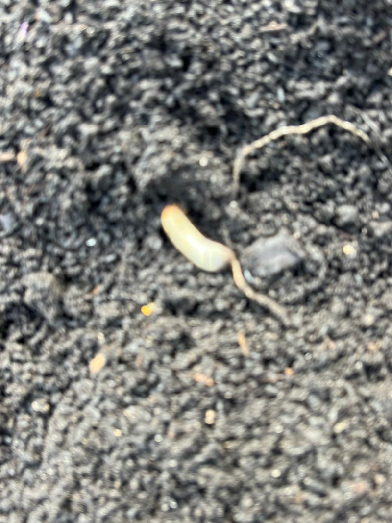 Onbepaalde plant (kluit) — Bild 1
