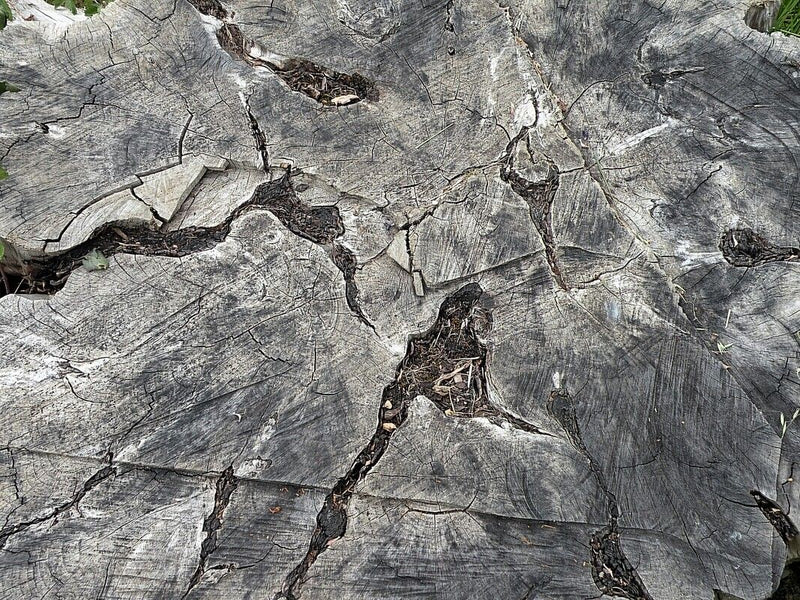 Onbepaalde plant (kluit) — Bild 2
