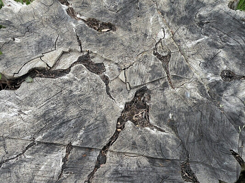 Onbepaalde plant (kluit) — Bild 3