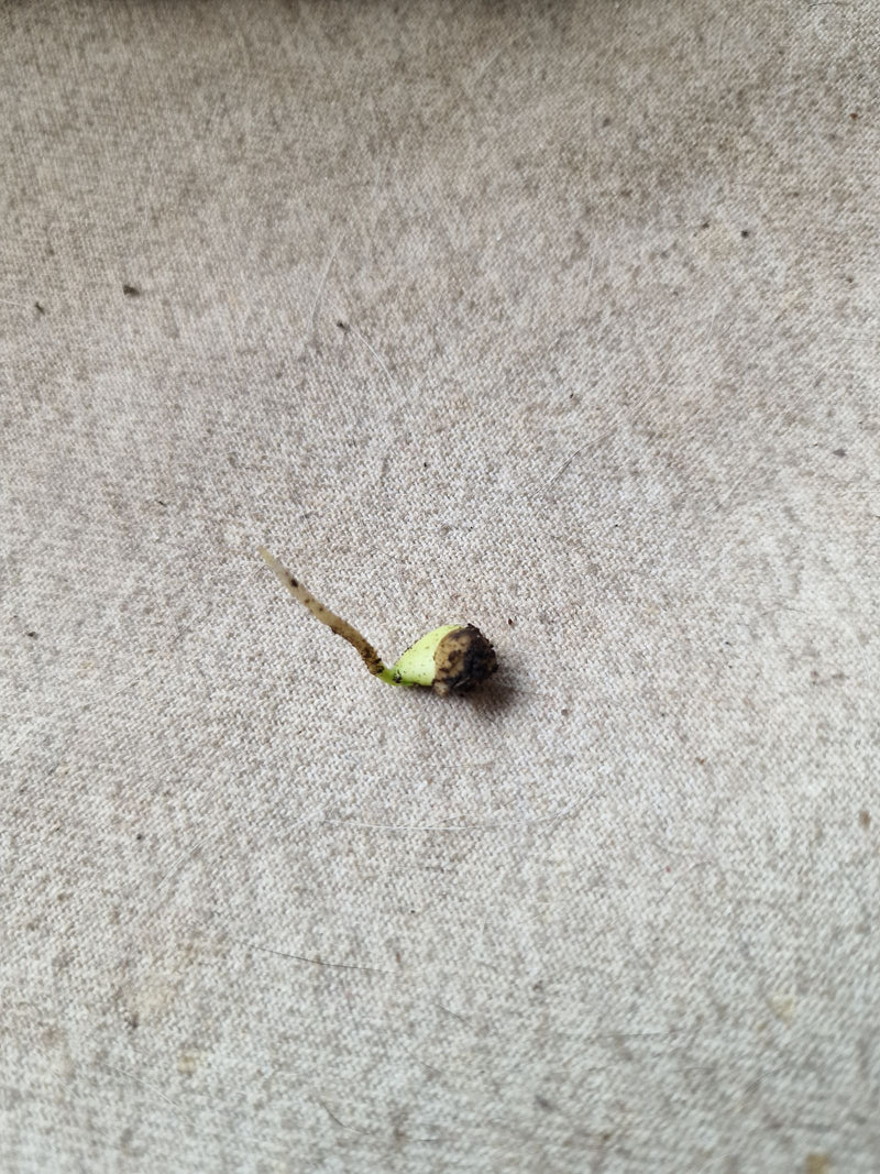 Onbepaalde plant (kluit) — Bild 5