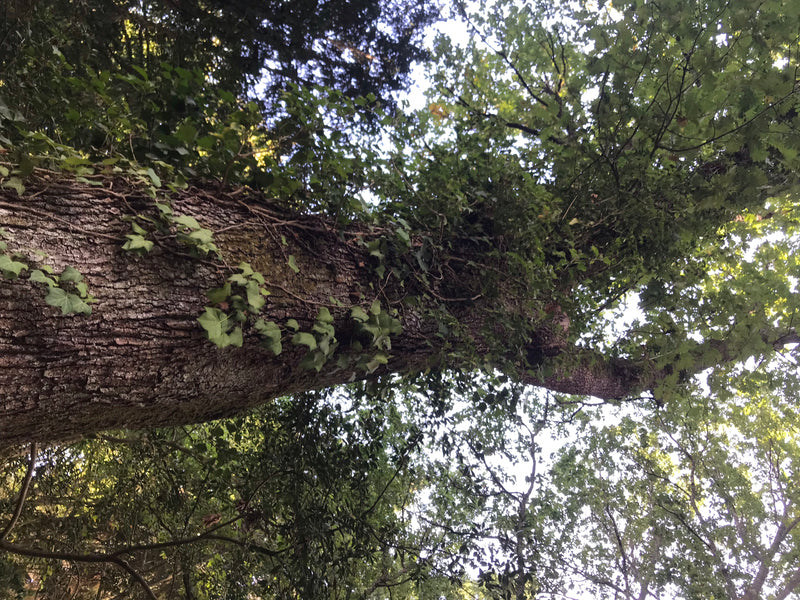 Ungarische Eiche — foto 2 van 2