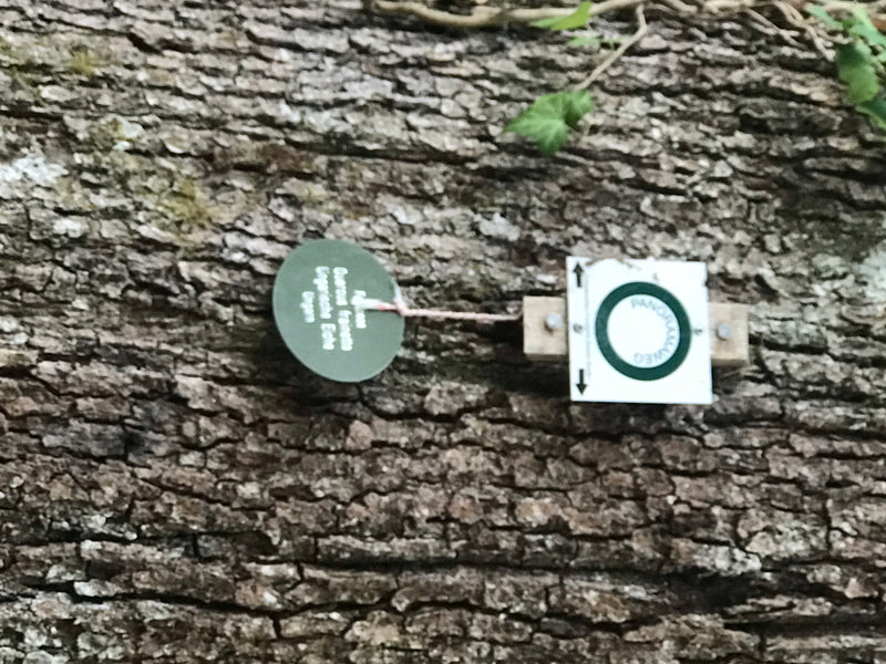 Ungarische Eiche — foto 1 van 2