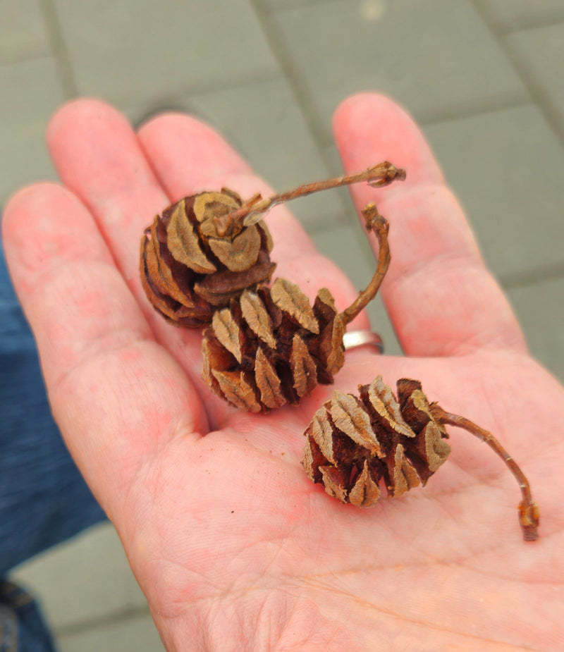 Oer sequoia — Bild 1