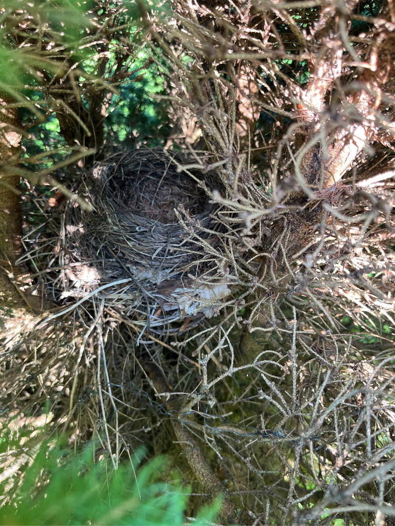 Vogels — foto 1 van 11