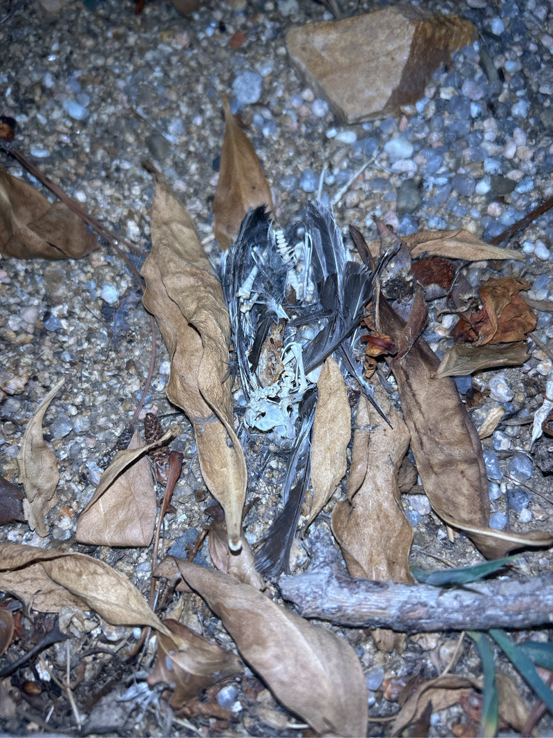Vogels — foto 3 van 11