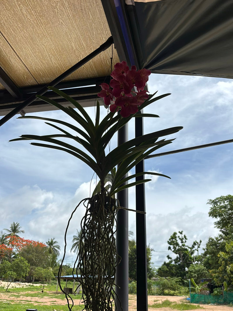 Vanda orchidee — Bild 3