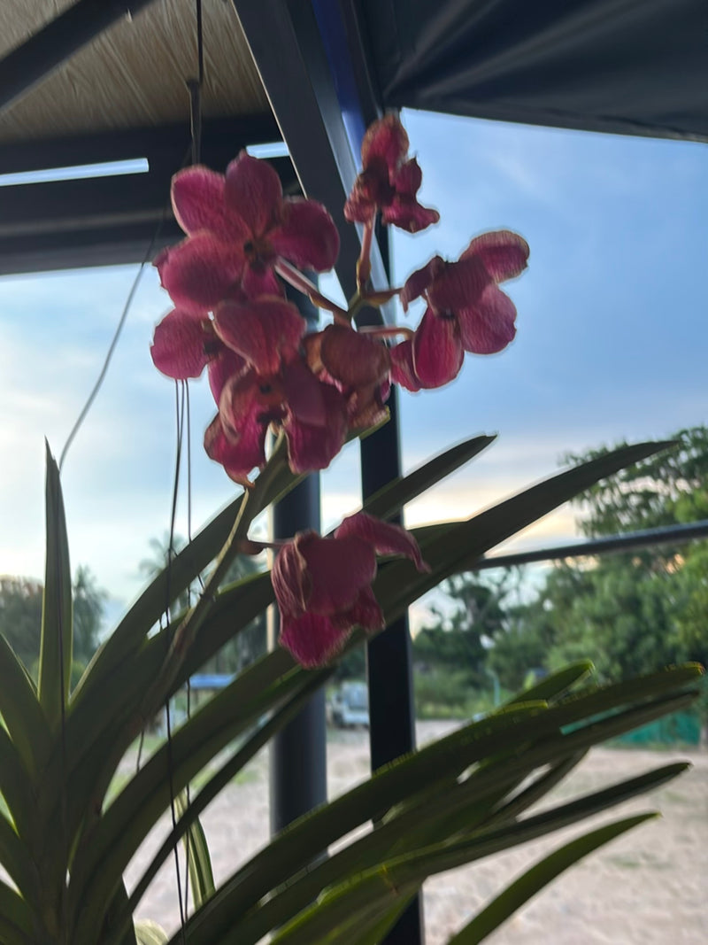 Vanda orchidee — Bild 2