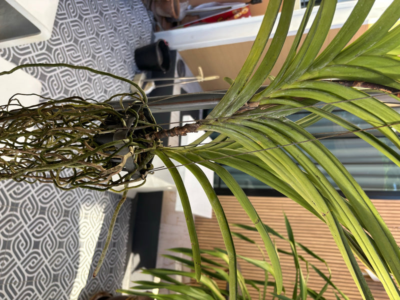 De afbeelding toont een Vanda-orchidee met haar kenmerkende lange, groene bladeren en talrijke luchtwortels. De plant hangt in een mand boven een patroonvloer.