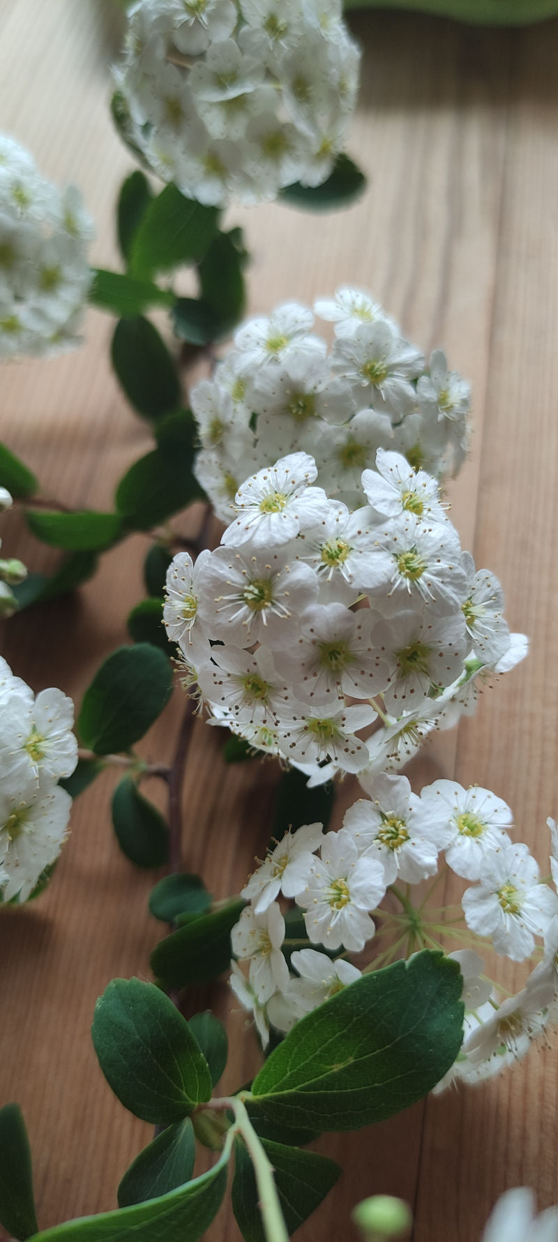 Vanhoutte spirea — Bild 1
